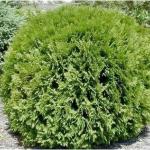 Туя западная «Вудварди» / Thuja occidentalis «Woodwardii»