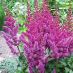 Астильба китайская «Пумила» / Astilbe chinensis «Pumila»