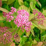 Спирея японская «Макрофилла» / Spiraea japonica «Macrophylla»