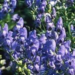 Аконит «Фишера» / Aconitum «Fischeri»