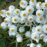 Анафалис жемчужный / Anaphalis margaritacea
