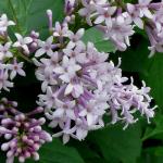 Сирень венгерская /  Syringa josikaea