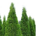 Туя западная «Смарагд» / Thuja occidentalis «Smaragd»