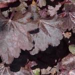 Гейхера гибридная «Чоколат вейл» / Heuchera x hybrida «Chocolate Veil»