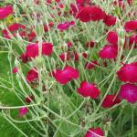 Лихнис корончатый (Lychnis coronaria) 