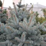 Ель колючая «Олденбург» / Picea pungens «Oldenburg»