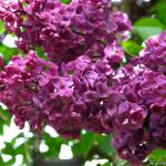 Сирень обыкновенная «Красная Москва» / Syringa vulgaris «Krasnaya Moscva»