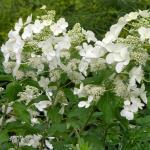 Гортензия метельчатая «Вайт Леди» / Hydrangea paniculata «White Lady»