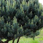 Сосна горная / Pinus mugo «Subsp. Mugo»
