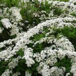 Спирея серая «Грефшейм» / Spiraea x cinerea «Grefsheim»