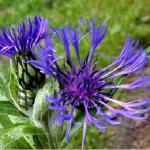 Василек  горный / Centaurea montana
