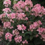 Гортензия метельчатая «Эрли Сенсейшн» / Hydrangea paniculata «Early Sensation»