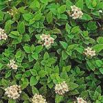 Спирея японская «Грин Карпет» / Spiraea japonica «Green Carpet»