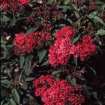 Спирея японская «Дартс Ред» / Spiraea japonica «Dart's Red»