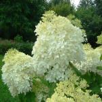 Гортензия метельчатая «Фантом» / Hydrangea paniculata «Phantom»