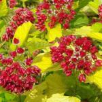 Пузыреплодник калинолистный «Лютеус» / Physocarpus opulifolius «Luteus»