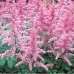 Астильба Арендса «Аметист» / Astilbe arendsii «Amethyst»