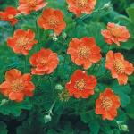 Гравилат гибридный «Бориса» / Geum coccineum  «Borisii»