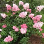 Гортензия метельчатая «Ванилла Фрейз» / Hydrangea paniculata «Vanille-Fraise»