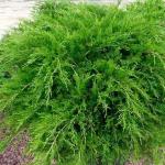Можжевельник средний «Минт Джулеп» / Juniperus x pfitzeriana «Mint Julep»