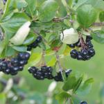 Арония черноплодная (Aronia melanocarpa) или черноплодная рябина