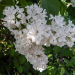 Сирень обыкновенная «Флора» / Syringa vulgaris «Flora»