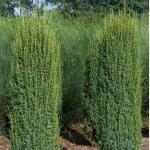 Можжевельник обыкновенный «Хиберника» / Juniperus communis «Hibernica»