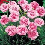 Гвоздика Альвуда «Дорис» / Dianthus allwoodii «Doris»