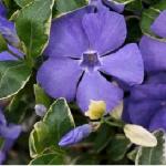 Барвинок большой «Вариегата» / Vinca major «Variegata»