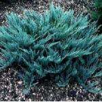 Можжевельник горизонтальный «Блю Чип» / Juniperus horizontalis «Blue Chip»
