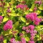 Спирея японская «Голдфлейм» / Spiraea japonica «Goldflame»