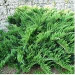 Можжевельник казацкий «Тамарисцифолия» / Juniperus sabina «Tamariscifolia»