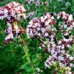 Душица обыкновенная / Origanum vulgare