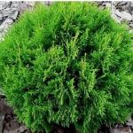 Туя западная «Даника» / Thuja occidentalis «Danica»