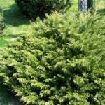 Можжевельник казацкий «Мас» / Juniperus sabina «Mas»
