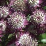 Астранция «Стар оф Бьюти» / Astrantia «Star of Beauty»