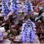 Аюга «Атропурпуреа» / Ajuga «Atropurpurea»