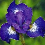 Ирис сибирский фиалковый / Iris sibirica