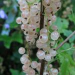 Смородина белая/Ribes niveum