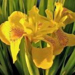 Ирис болотный жёлтый  / Iris pseudacurus
