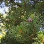 Сосна европейская кедровая / Pinus cembra