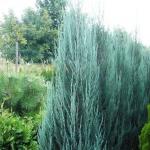 Можжевельник скальный «Блю Эрроу» / Juniperus scopulorum «Blue Arrow»